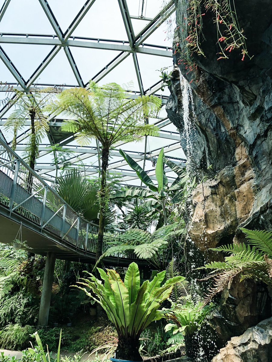 Tetsuro Oh Noさんのツイート 新宿御苑大温室の滝 熱帯温室 Conservatory Tropical Greenhouse 温室 新宿御苑 トロピカル 熱帯 Glasshouse 植物園 滝 ドーム ヘゴ