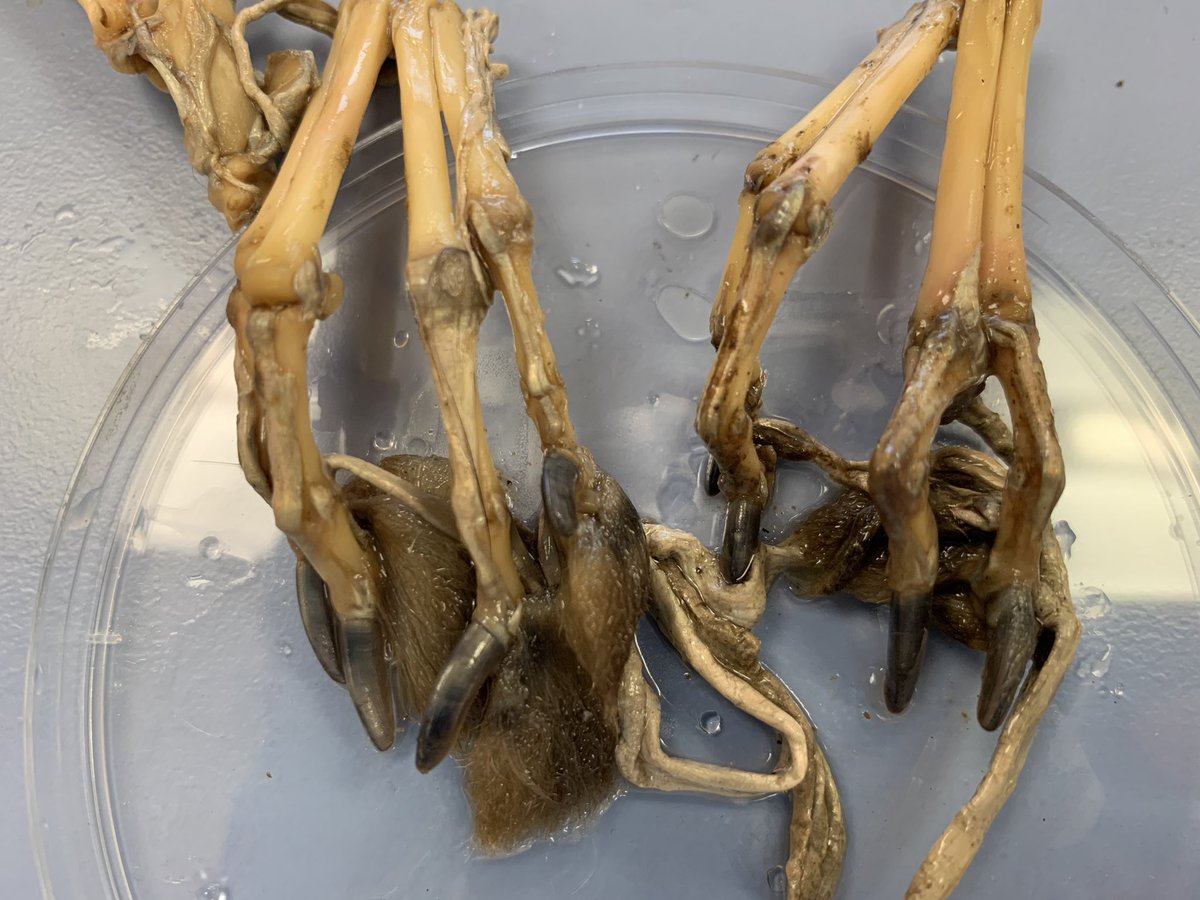 UOP_SCCJ_CFS's tweet image. Yesterday it was a bit more santa claws 🐾 than Santa Claus 🎅🏽 as our students examined 🔬 the entomological species and remains 💀of their #forensictaphonomy research projects (🐇) #teachingthroughresearch