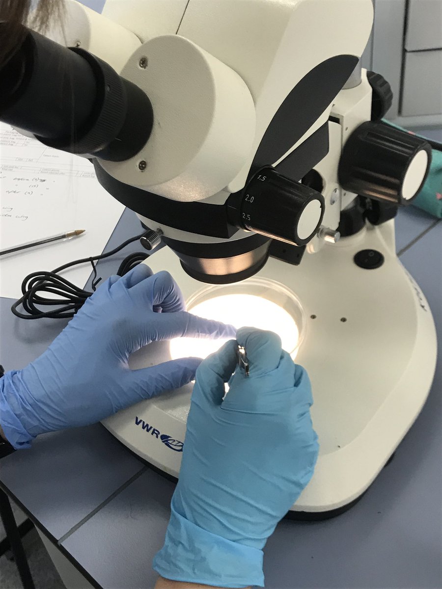 UOP_SCCJ_CFS's tweet image. Yesterday it was a bit more santa claws 🐾 than Santa Claus 🎅🏽 as our students examined 🔬 the entomological species and remains 💀of their #forensictaphonomy research projects (🐇) #teachingthroughresearch