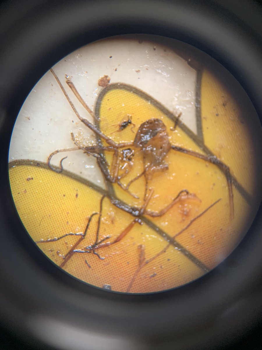 UOP_SCCJ_CFS's tweet image. Yesterday it was a bit more santa claws 🐾 than Santa Claus 🎅🏽 as our students examined 🔬 the entomological species and remains 💀of their #forensictaphonomy research projects (🐇) #teachingthroughresearch