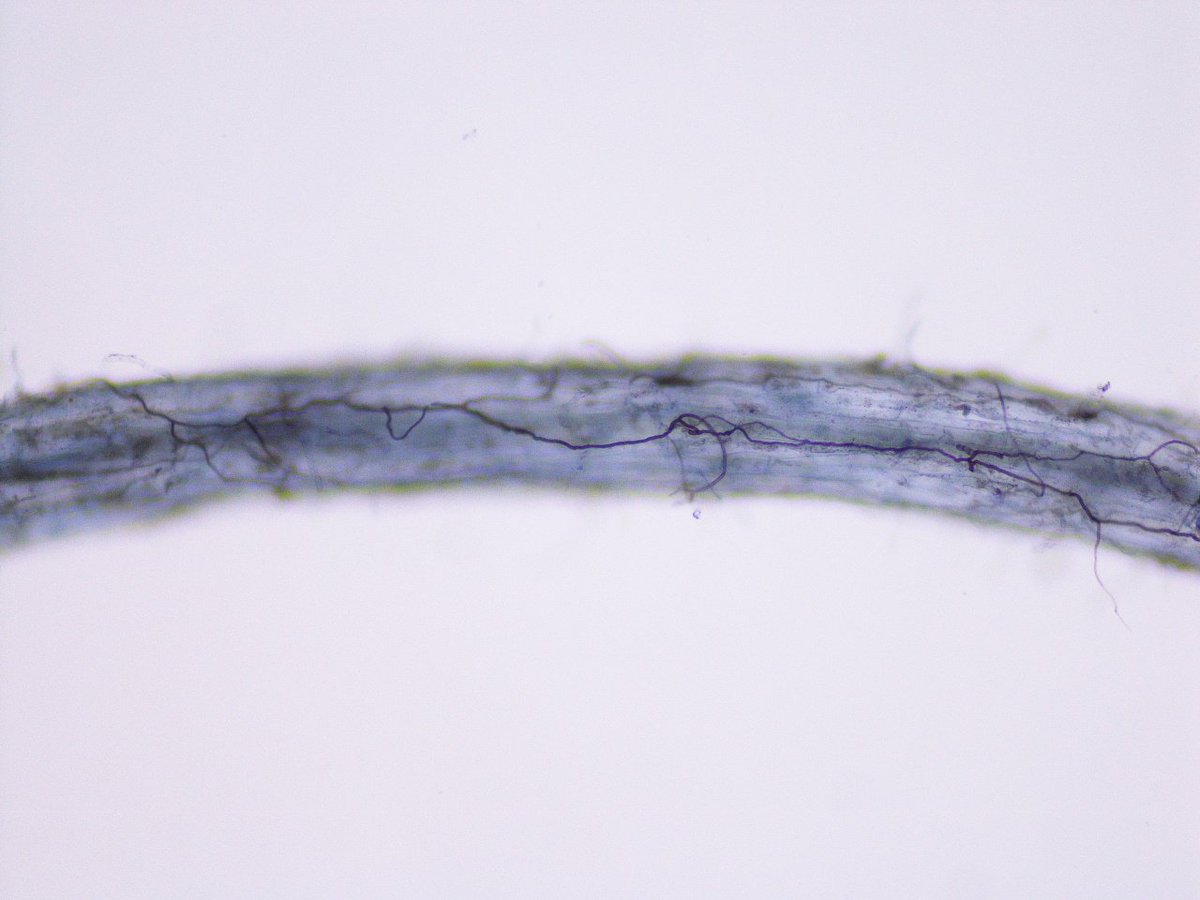Mycorrhiza hyphea throughout the whole root fragment.