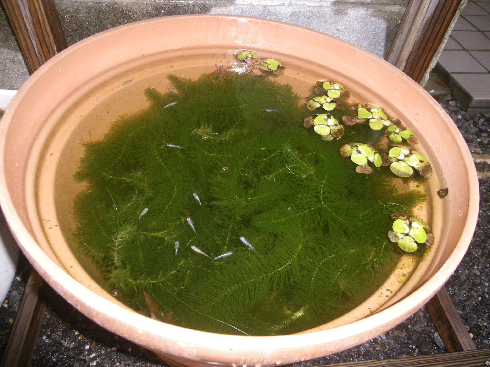 メダカの大工 No Twitter 睡蓮鉢のビオトープに 秋生まれのメダカを飼育しています ちょっと体が小さいので 深さのある飼育 容器が寒さ対策によいです 水草をたくさん入れて隠れる場所を作りました 冷たい雨が降っています スズコナリヒラダケ