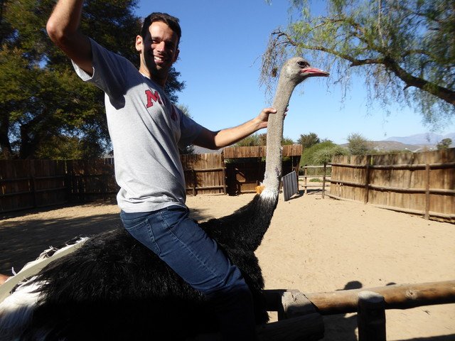 golocol's tweet photo. In South Africa, ostrich racing is the sport of choice amongst many in the interior. When in SA...

#golocol #ostrichriding #obscuresports #trynewthingseveryday #mindovermatter #oudtshoorn #southafrica https://t.co/kR9pTI8kO5