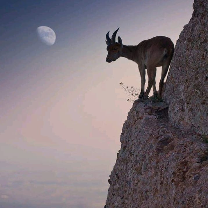 GF_Shop's tweet image. Tag a friend who is livin' on the edge. 🐐
#wildlifeconservation