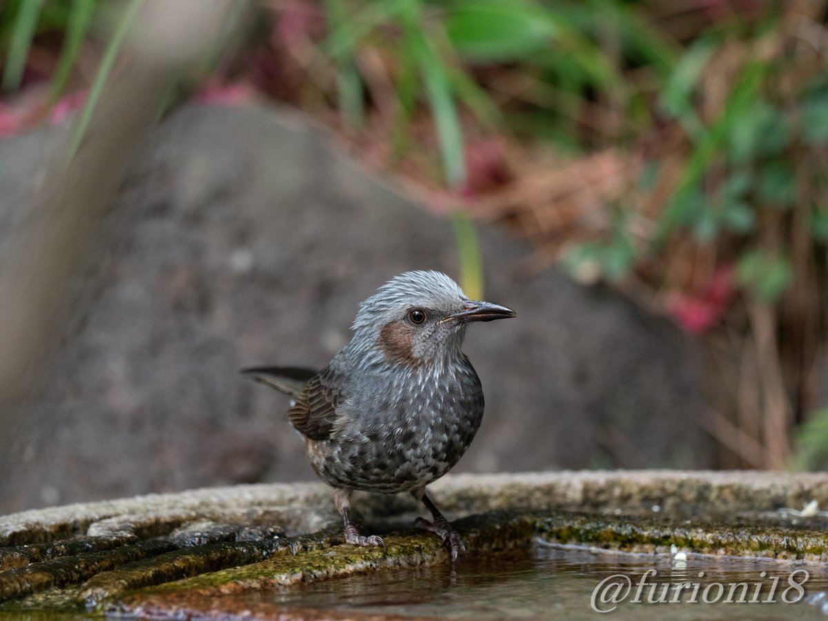 Furioni Twitterren そこのカメラマンさん ヒヨドリさんも撮ってあげて下さい 可愛いですから 野鳥 野鳥撮影 バードウォッチング ヒヨドリ