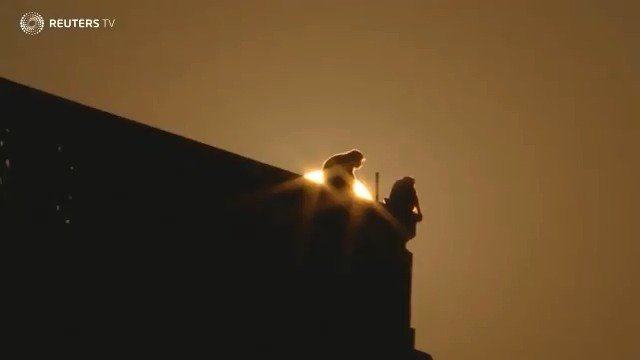 Monkeys run amok in India's corridors of power https://reut.rs/2Gap2uM by @journomenon @sunilkataria via @ReutersTV