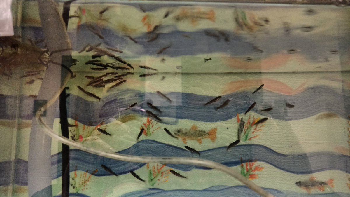 The trout has been released in the tank, they look so happy!!