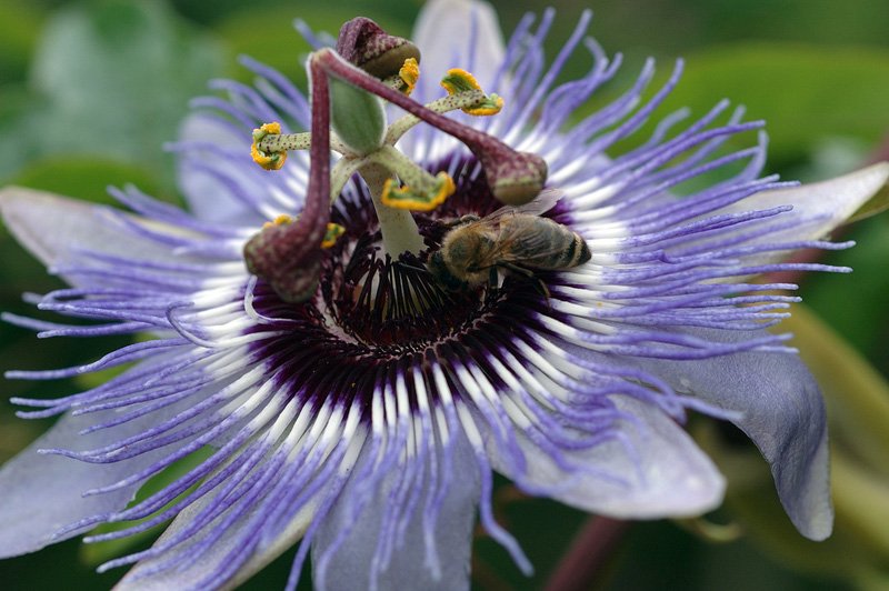 молочай миля. цветок недотрога бальзаминовая. светящиеся цветы. цветок попал. индонезия плюмерия.
