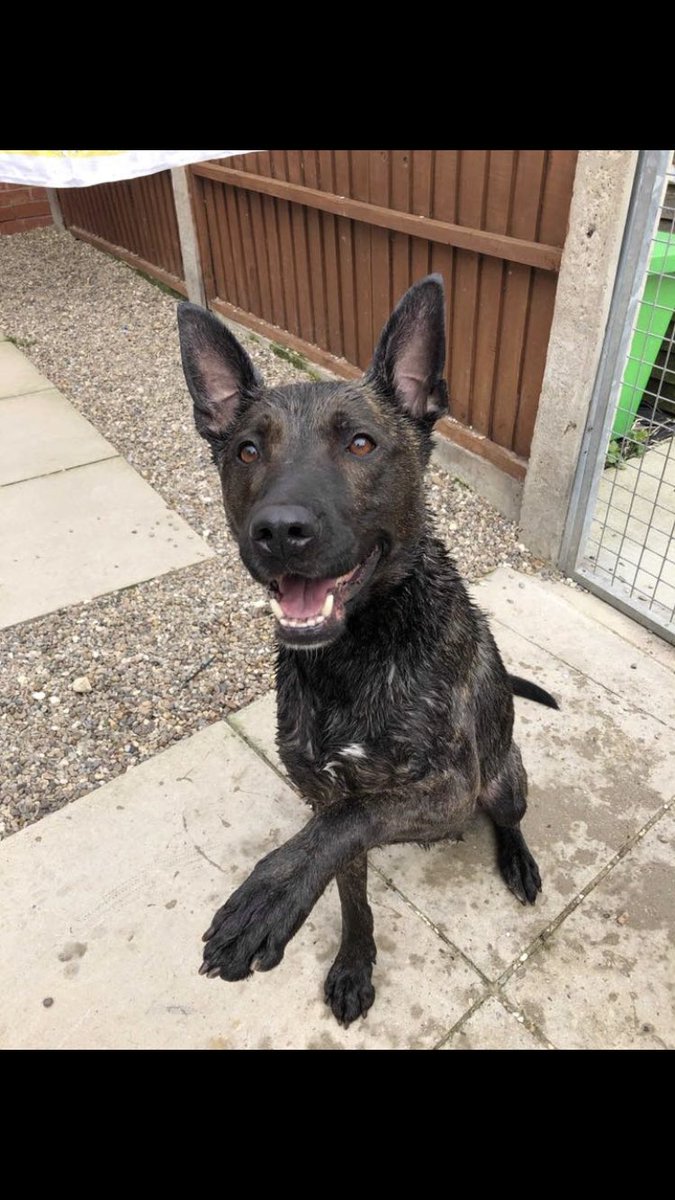 KitchingNatasha's tweet photo. @GaryLineker Hi I work for Mayflower animal Sanctuary in Doncaster England and we are desperate to get Duke our long stay dog (over 2 years) a home. More information and photos will be given on request. Please help us get this boy his furever home 🐾💙 #AdoptDontShop https://t.co/5k2jipB2MH
