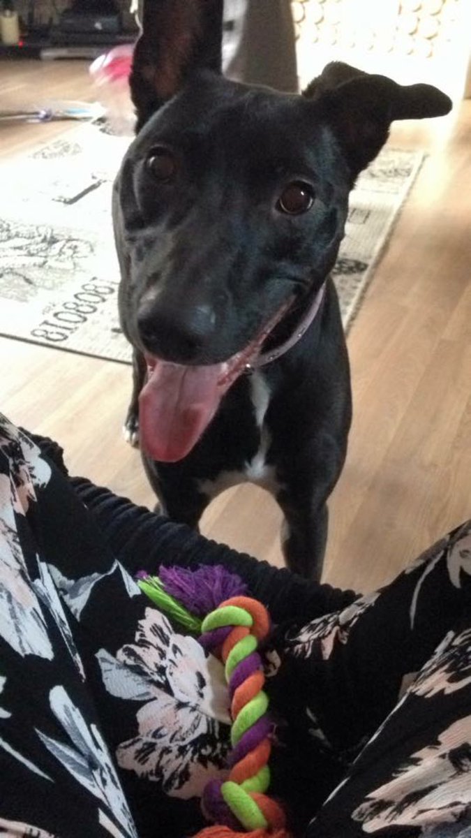 Happy Tuesday! Only 14 days left till Christmas! 🎄 #lurcher #ChristmasCountdown #exciting #dog #ChristmasIsComing #dotty