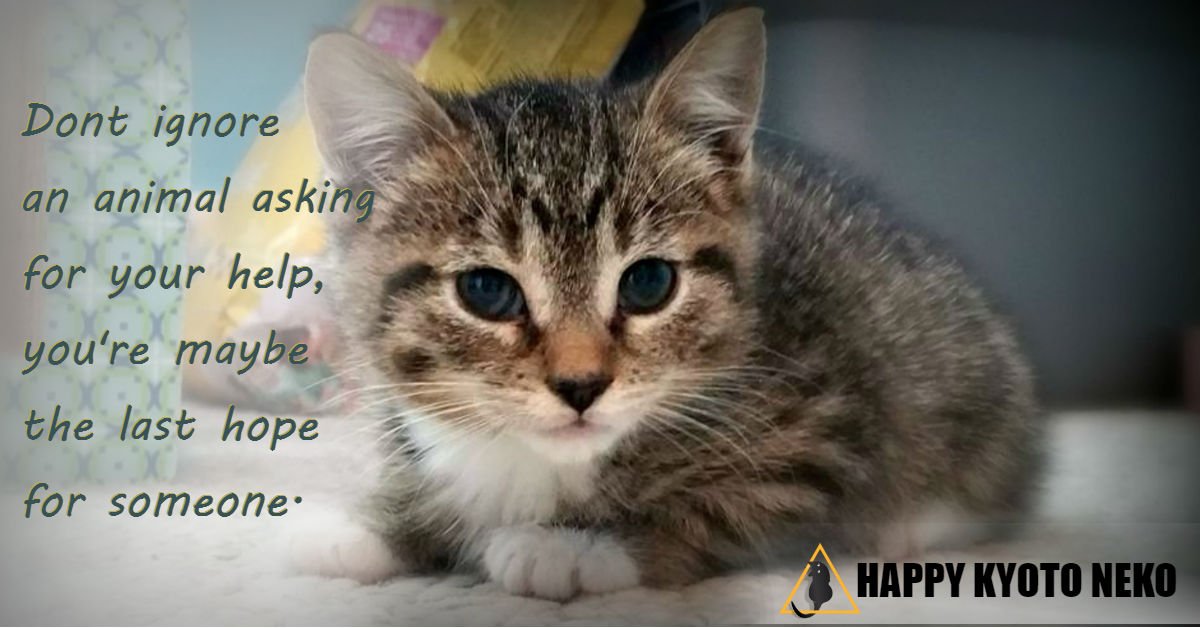 FidelMonaCoin's tweet photo. Never avoid the help asked by a needy
https://t.co/tlNLYbjSlf
@happykyotoneko #happycats #sheltercats #adoptfurryfriends #helpanimals #shelteranimals @Japan_Cat_Net @JapancatNet @cats_of_japan #savekitties #helpfurryfriends #provideshelters #helpspeechless #happykyotoneko https://t.co/5Qsrbi0bDO