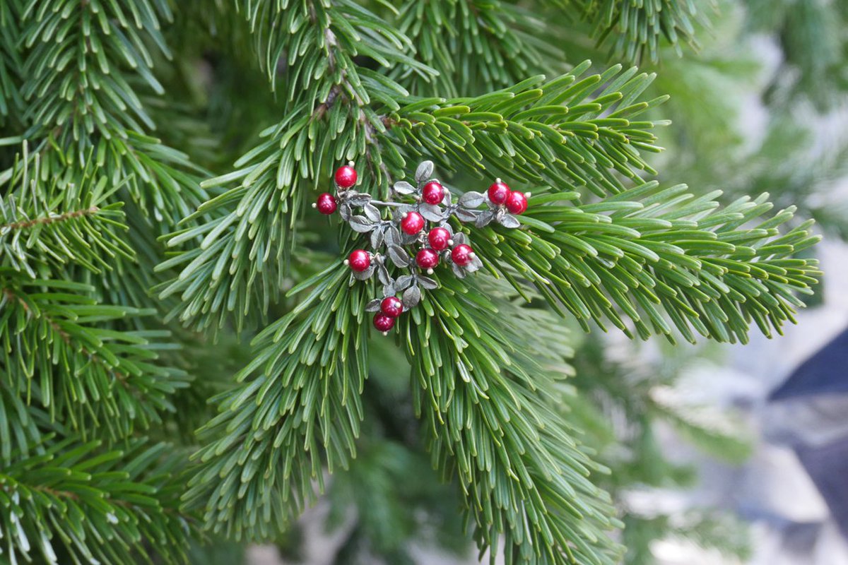 Today we are starting our Christmas Countdown with free shipping on all orders until midnight. I wonder what tomorrow will bring...? 🎄