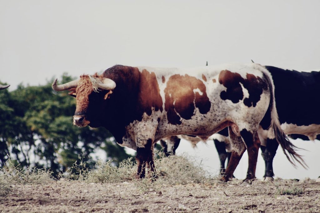 <a href="/JodaryRuchena/">Jodar y Ruchena</a> #ruchena #tipodelacasa #berrendo