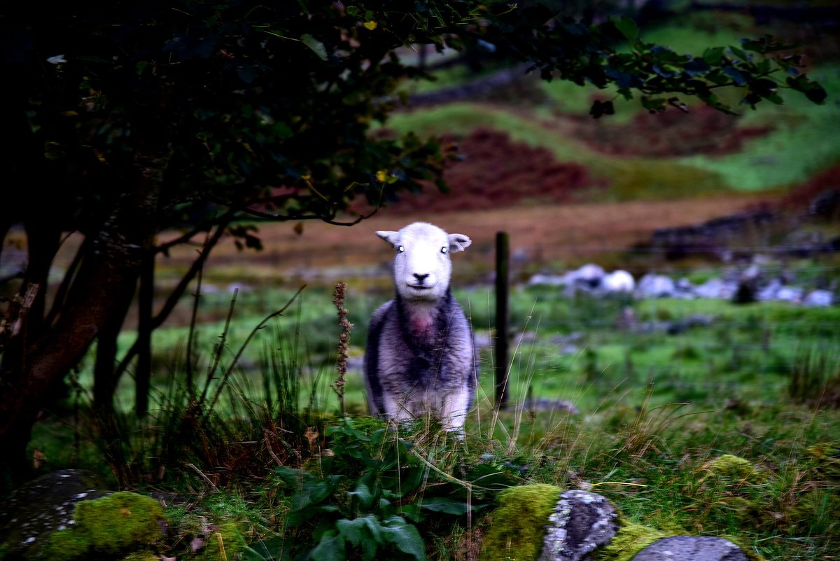 🐑
#sheep #sheepsofinstagram #sheepstagram #wool #lakedistrict #thelakes #lakeland #cumbria #notjustlakes #golakes #lakedistrictuk #worldheritage #earthpictures #goexplore #walkinguk #nature #NaturePhotography #StormHour #ThePhotoHour #animal #animalkingdom #farmanimals #farm