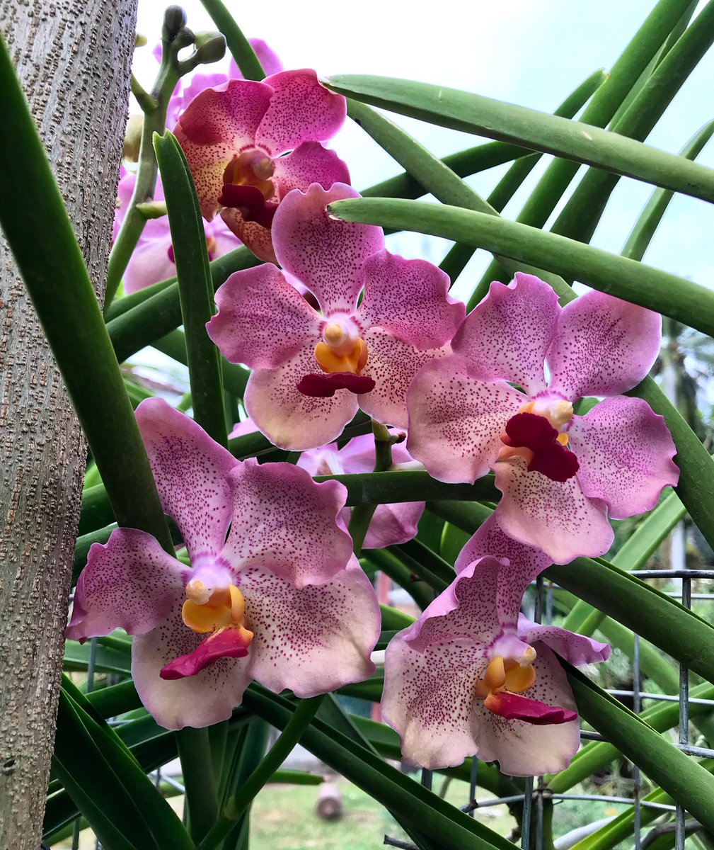 TomThant's tweet photo. One of my favorite Vanda TMA , with that colour and big flower 💓💓💓 https://t.co/rX7N68Ik6Y