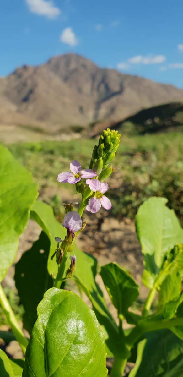 مكشات بدر 🌩️⛈️🌩️ tweet media