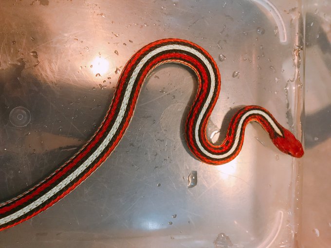 サンフランシスコガータースネークのtwitterイラスト検索結果 古い順