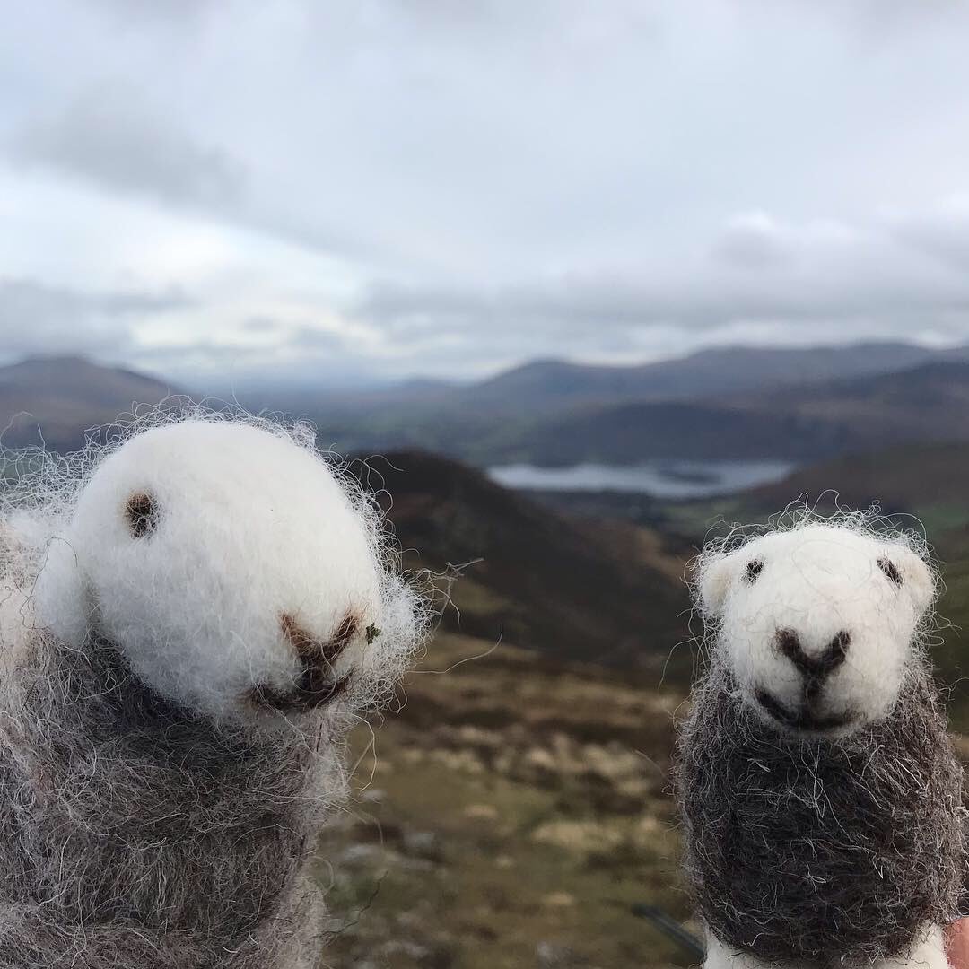 IslandAmy21's tweet photo. More #wainwright’s completed by the adventure #herdy duo! 6 in one day including sail and crag hill 😊 #3legs #nobother #hendricksandcucumber #lovethelakes #happyherdy #hiking #qualitymountainday #QMD forever love my herdys from @HerdyUK https://t.co/rtygJd9PNB