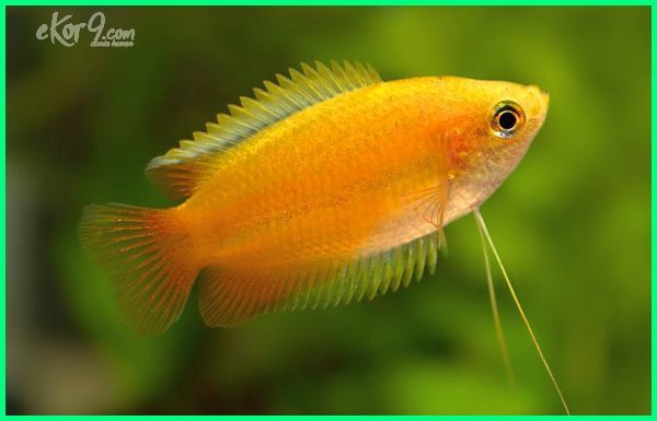 Ekor9 Com On Twitter Cara Merawat Ikan Hias Gurame Madu Honey