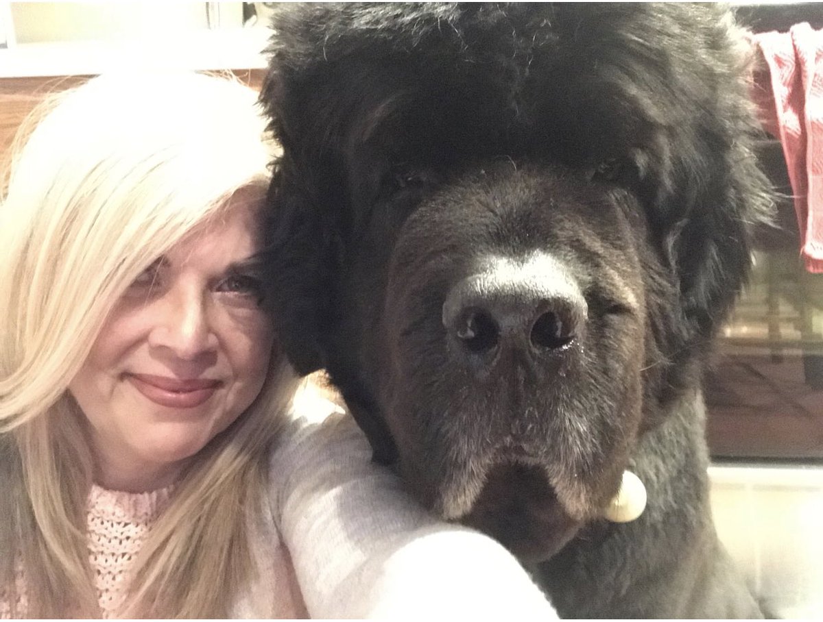 yellowlablover's tweet photo. #onthisday 2017 and 2016 me and Ollie #rescuednewf #rescue #dog #newfoundlanddog #newfie #newfy #dogsoftwitter #gonebutneverforgotten #myhappyboy #newffloof #moptop #myboy https://t.co/qUUO5kkTB3