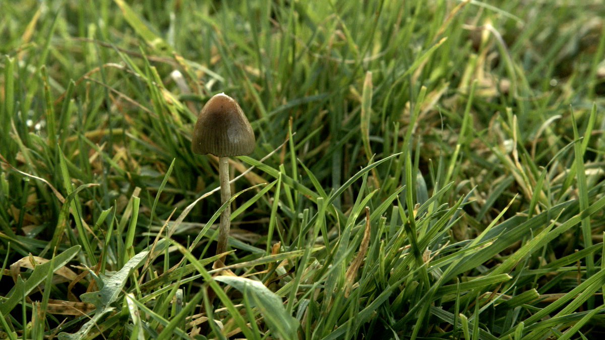 MontyWates's tweet image. vimeo.com/304415198
Why #magicmedicine might be worth seeing  ....  we have all been affected by depression at some point in our lives.  Are magic mushrooms the answer.  Find out Odeon Manchester Great Northern 12 Dec ourscreen.com/screening/47565 
#manchesterculture