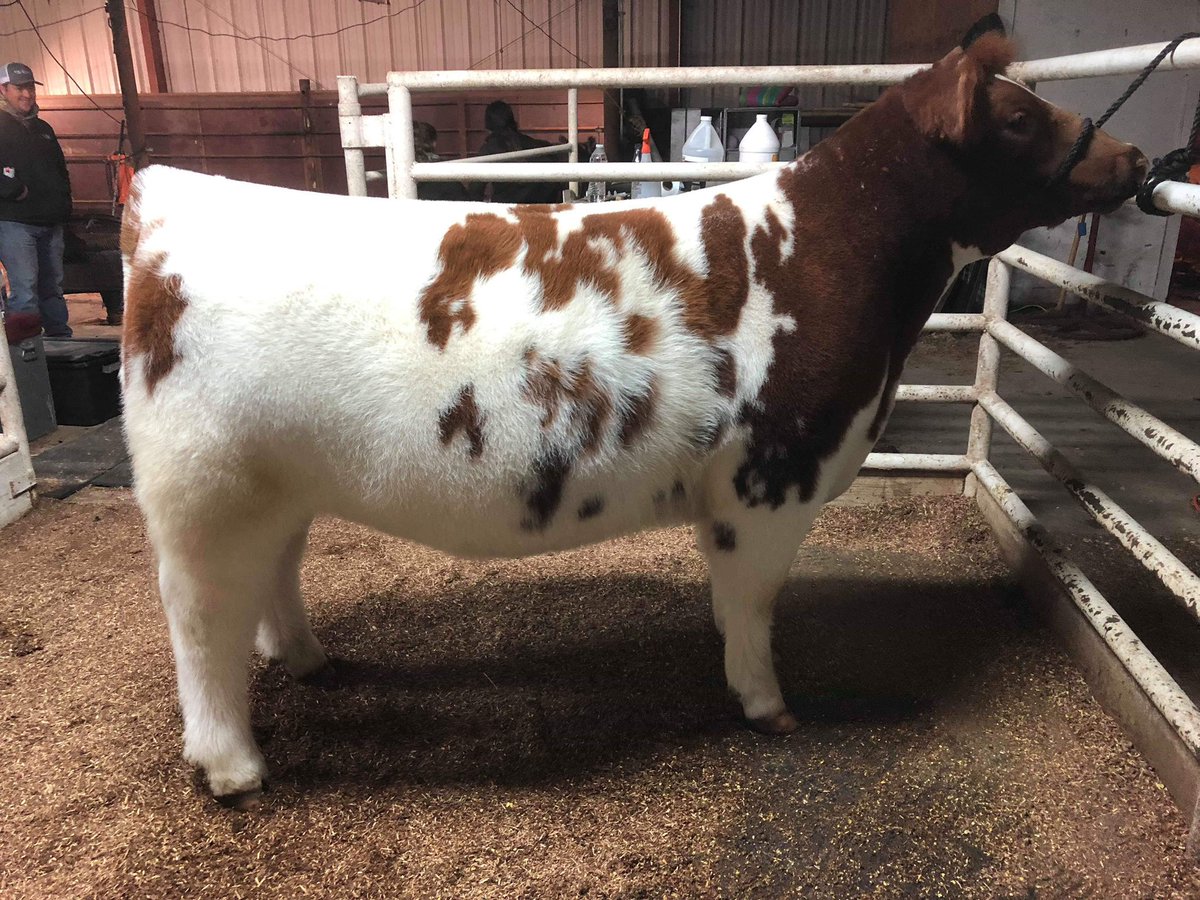 mattlautner's tweet photo. #ShowUpdates

Reserve Commercial Breeding Heifer 
2018 Oklahoma Winter Bonanza 
Shown By Mitch Fuss Family 
Raised By Mitch Fuss Family
Sired By One In The Chamber 
#BreedLautner 
- 
Call/Text Matt Lautner Cattle Office At 515.391.9540 To Order Semen For Shipment Today https://t.co/tmvck4CG8J