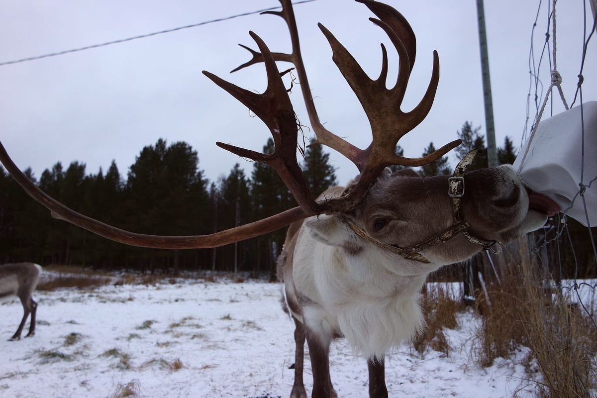 jannekarikoski1's tweet photo. Aivan loistava loma! 🦌😊 Kiitos @Rukaland1! 🙏🏻 Awesome trip and thanks @Rukaland1! 😊🦌 #loma #poro #kiekerönmaa #perhe #lappis https://t.co/MKbXQO6IFj