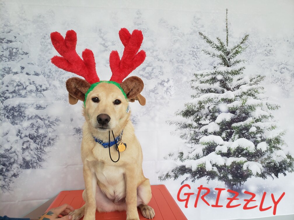 Visit our pet camp today and get your holiday photos to share with family and friends!!