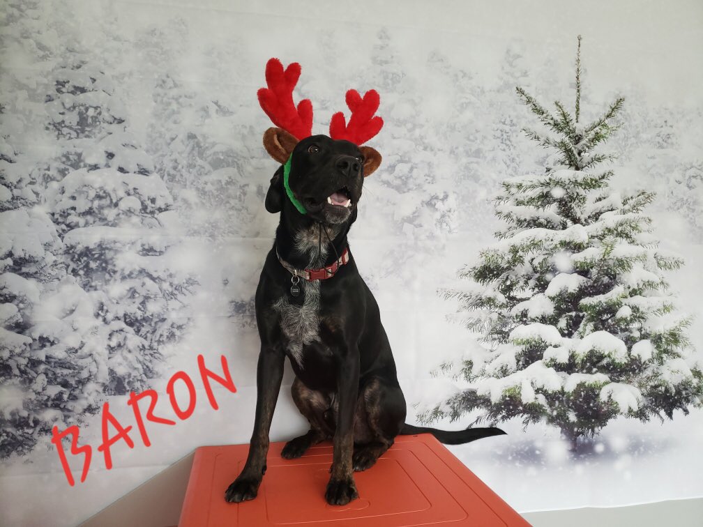 Visit our pet camp today and get your holiday photos to share with family and friends!!
