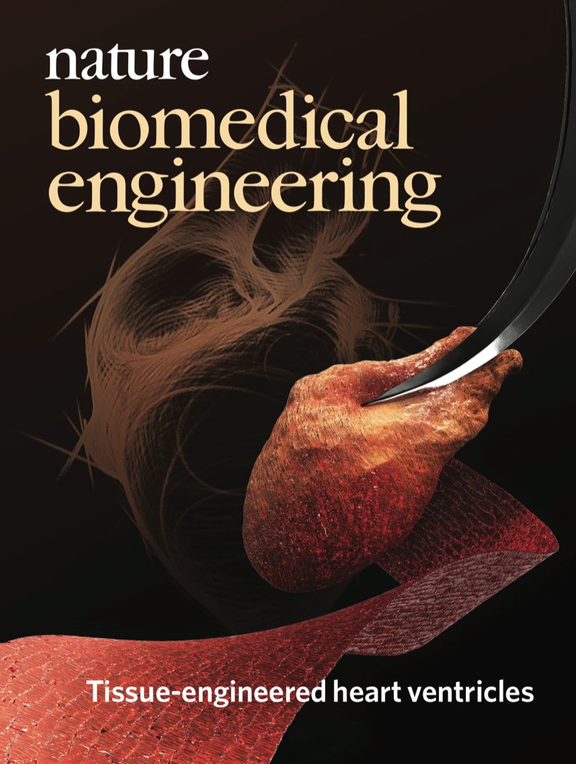 Nature Biomedical Engineering on Twitter: "The December cover illustrates a scale model of the human left ventricle made of nanofibrous scaffolds and human stem-cell-derived for the study of contractile function and