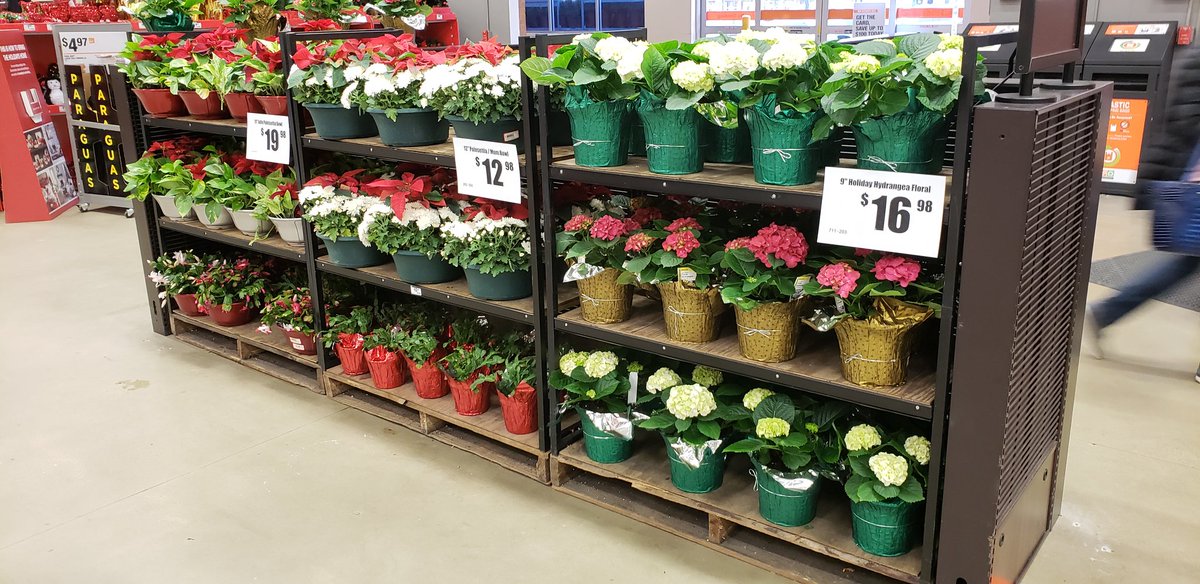 pauld_PBF's tweet photo. Just arrived for the Holiday's - beautiful 9" Hydrangeas with decorative wrapping...
@PBFmedia @freddyplants @JohnTuten2 @anavarro52069 
#HolidayHydrangeas #GreatGiftItems https://t.co/gKPKw4QSIg