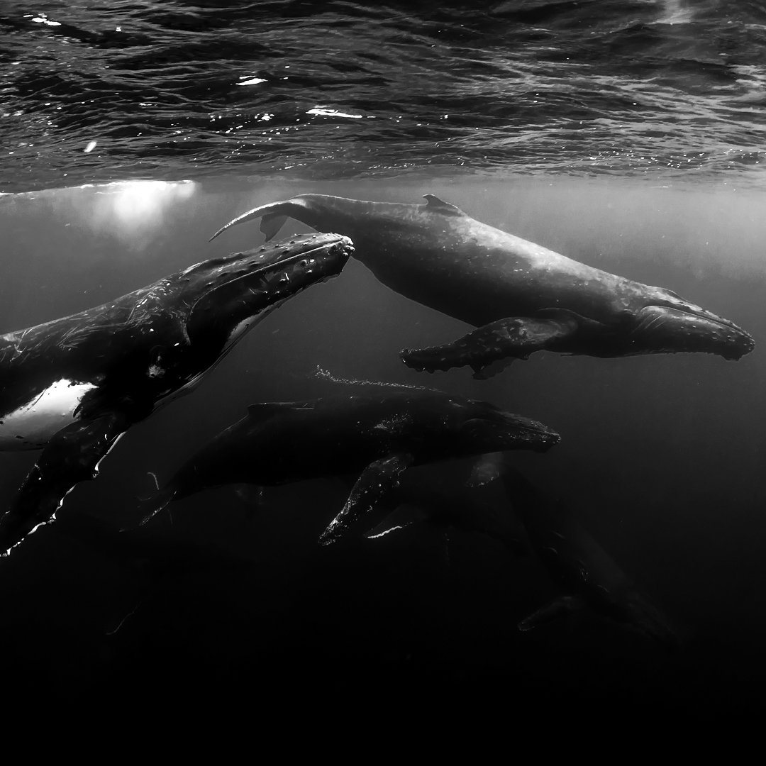 SurfriderClubs's tweet photo. The Trump administration has announced it is moving forward with extremely dangerous seismic exploration in our ocean. We will not stand silently as 140,000 marine mammals are at risk. This is why we are suing the federal government. #DrillingIsKilling #DefendOurCoasts https://t.co/l978Pisk4r