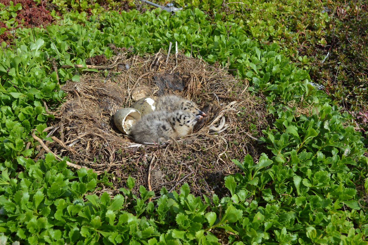 Did you know one of the many benefits of #greenroofs is the improvement in #biodiversity and #wildlife. A green roof can create habitats for vegetation, insects and birds providing resting, feeding and nesting opportunities. #urbangreening #greeninfrastructure
