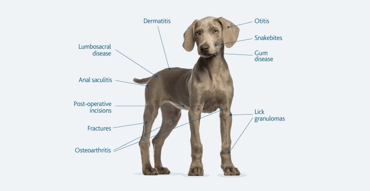 VennVeterinary's tweet photo. You Did What With Your Weiner?  Layman’s Guide to Buying a #ColdLaser for Your #Dog 

Great article for #Petowners interested in cold laser therapy for their companions - https://t.co/Y21bx4hqDc @MultiRadiance #veterinary #dogs #pets #cats #horses https://t.co/Szb6K2Z9hY