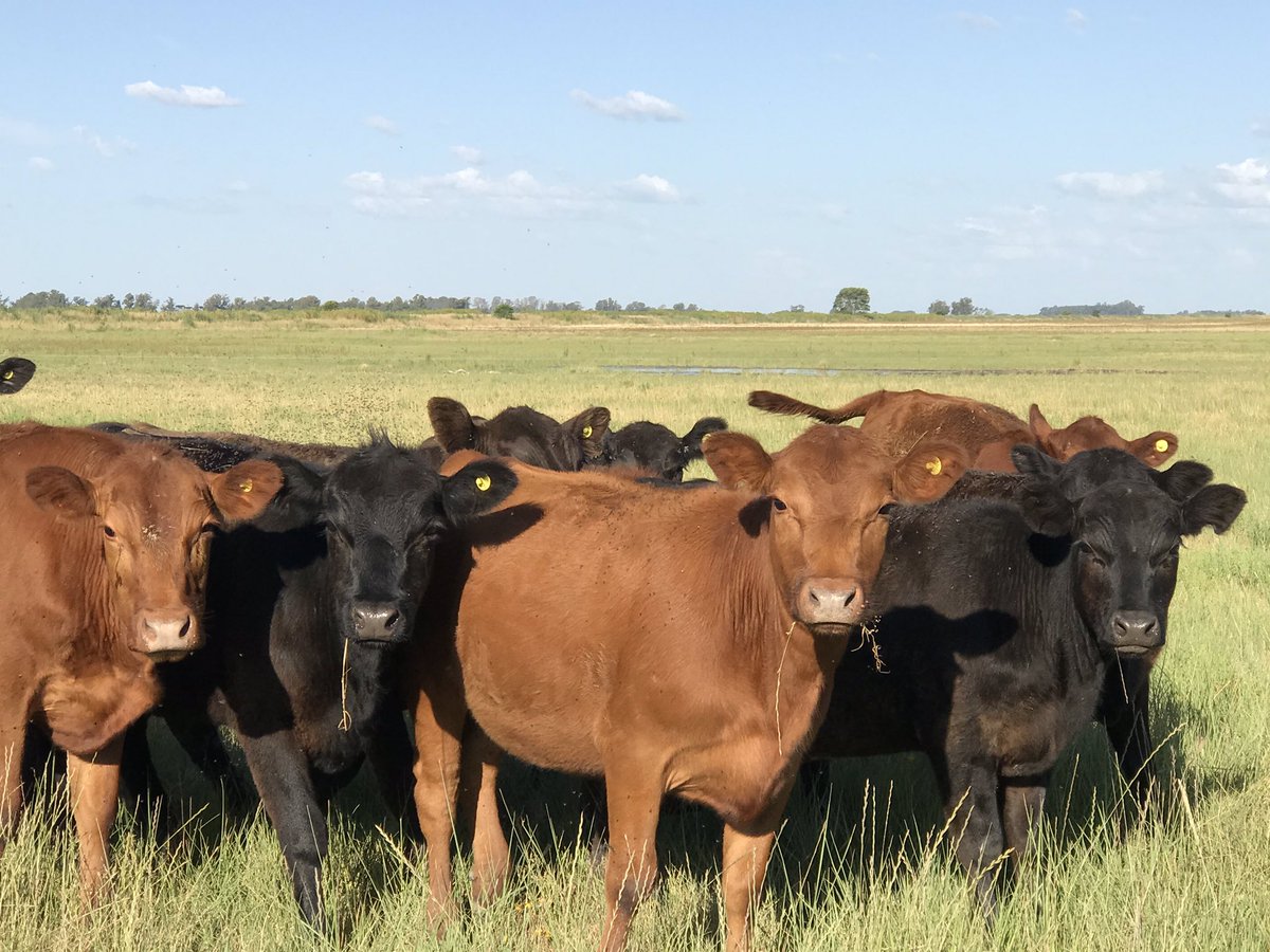 #MartesDeTerneros La recría 🐂