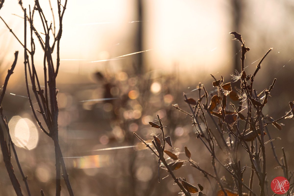 Some fall magic ..
#yeg #alberta #fall @ElkIslandNP #nature #explore #macro_holic #macro_perfection #macro_mood #top_macro #macro_secrets #macro_drama #macroclique #macro_brilliance #quest_for_magic