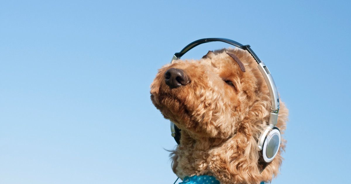 27 Podcasts That Helped Us Thrive in 2018 http://bit.ly/2Uzjey1 . What a holiday gift for #financialgrownup to be in such good company. Thank you @thrive! @FARNOOSH @Oprah @tferriss @daxshepard @pchh @VeronicaDagher @WSJpersfinance @guyraz @MyFavMurder @PodSaveAmerica #podcasts