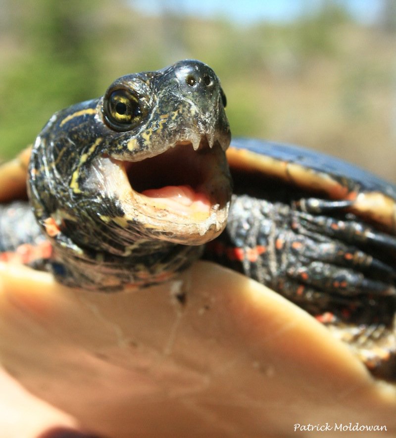 AlgonquinWRS's tweet photo. @Yara_Haridy ... and #turtles and their ever-so-curious "teeth", err #tomidonts: from food handling to sexual weapons.
https://t.co/225KUZmAhB
#Morphology #Beak #NaturalHistory https://t.co/M03ZKJlvRI