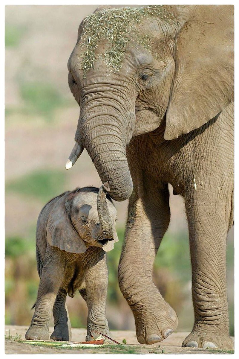 AuboisVeronique's tweet photo. We already had a TrunkUpTuesday, what about a TrumpetingTuesday ? 🐘
Zuri (male calf born 08/12/2018) would certainly appreciate a new hashtag ! @sdzsafaripark #sdzsafaripark #elephants #elephantcalf #trunkuptuesday #trumpetingtuesday 
©Véronique AUBOIS - https://t.co/i7X93NsMM2