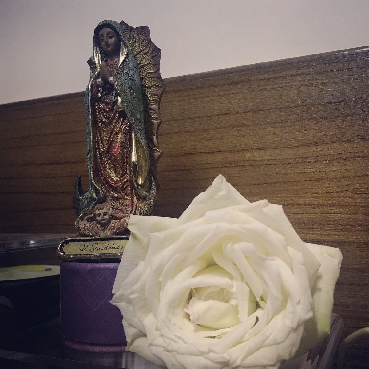 jasminytm's tweet photo. A flower for my favourite image of my mother - Our Lady of Guadalupe, which we will celebrate tomorrow 🌹🌹🌹 https://t.co/aoBYFTjUf8