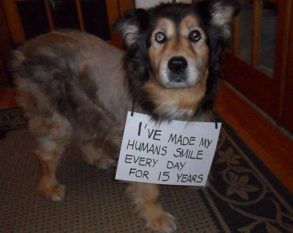 qtdogllc's tweet photo. Can I get a Happy Birthday?!
@qtdogllc 
#dogsoftwitter #doggy #DogsAreMore #puppies #puppylove #puppycam #puppy #cutedogs #mansbestfriend #ilovemydog #dogtraining #DogLover #doglovers #CutePuppies #CutePuppy #dogsonnetflix #dogwalker #dogwalking #dogthanking #happydog #dogs https://t.co/tyge2CZNe5
