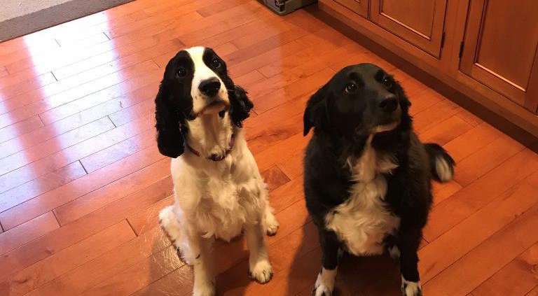 King_Spry_Law's tweet image. Emmy Lou and Mojo can’t wait for their mom, education paralegal Lynn Billings to get home with their holiday treats! From all of us here at KingSpry, Season’s Greetings! #dogsofdecember #lawsandpaws
