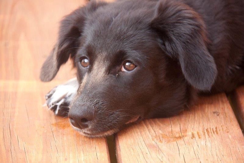 King_Spry_Law's tweet image. Emmy Lou and Mojo can’t wait for their mom, education paralegal Lynn Billings to get home with their holiday treats! From all of us here at KingSpry, Season’s Greetings! #dogsofdecember #lawsandpaws