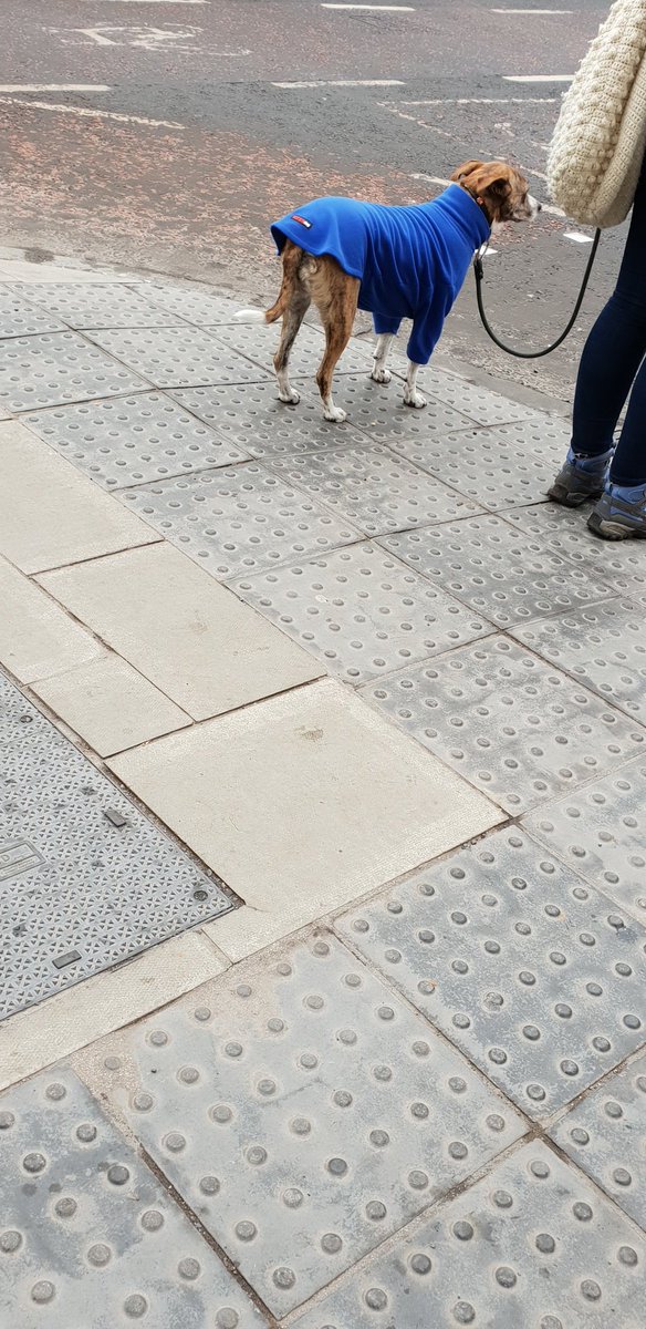 SeanMclaughlan1's tweet photo. STOP WHAT YOU'RE DOING AND LOOK!
This dug is wearing a poloneck.
#Polopooch #Dapperdug https://t.co/m7mkFvv4tI