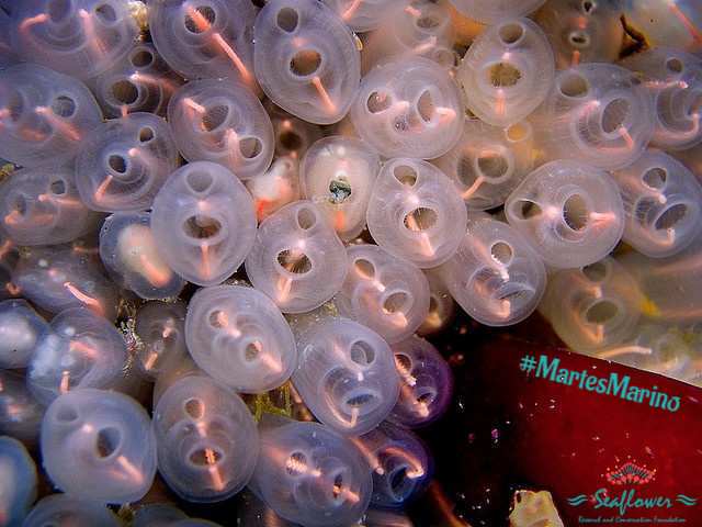 #MartesMarino #Seaflower Existen más de 2,100 especies de tunicados habitando las aguas someras de nuestros océanos. De estos invertebrados sésiles las ascidias son las más abundantes, conocidos por presentar una túnica que rodea su cuerpo. #BiodiversidadSeaflower