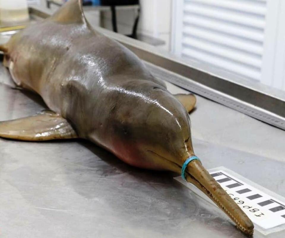 Aquest dofí va morir per un precinte d’ampolla encallat al musell.
Notícies tan tristes com aquesta son les que ens impulsen per fer créixer el projecte #WildHouse🏡#CuidemElPlaneta🌏És casa de tots♻️#SOStenibilitat