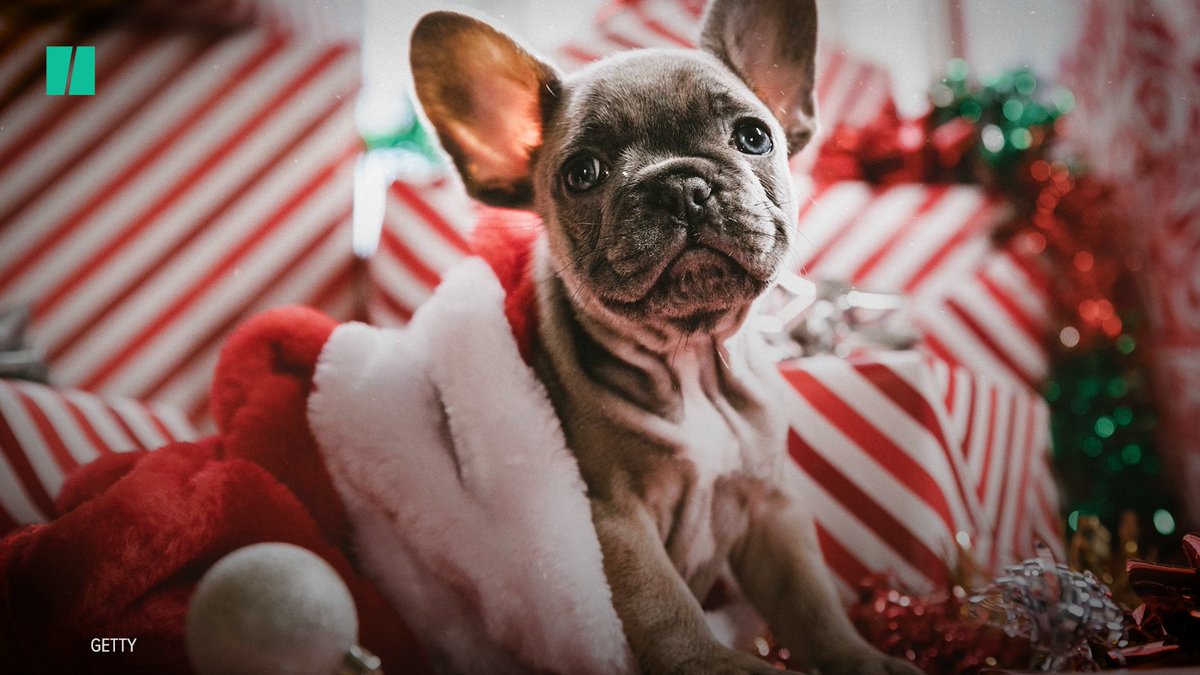 Take caution before giving someone an animal this holiday season.