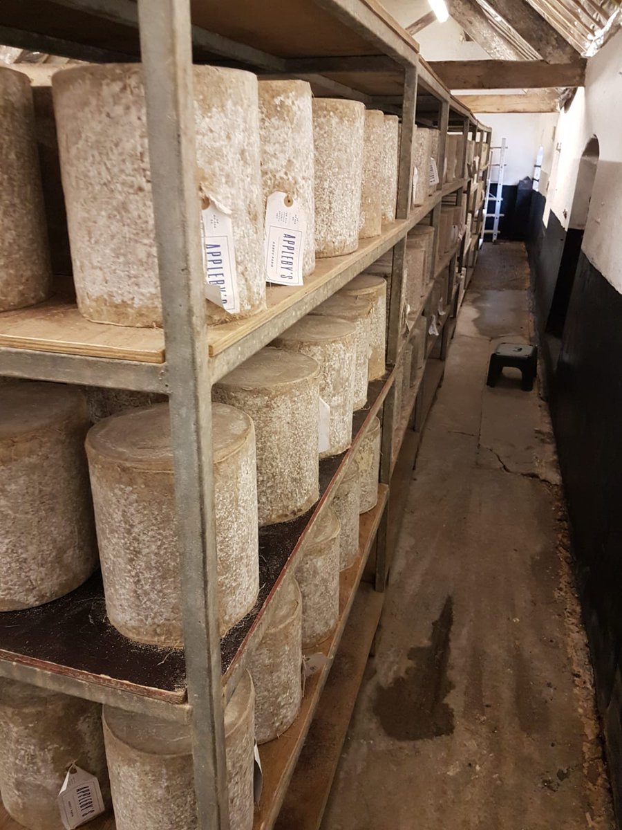 webscottfarm's tweet photo. Team day out @ApplebysCheese watching Gary make beautiful cheshire cheese with @clovermad https://t.co/ErDgc02pQT