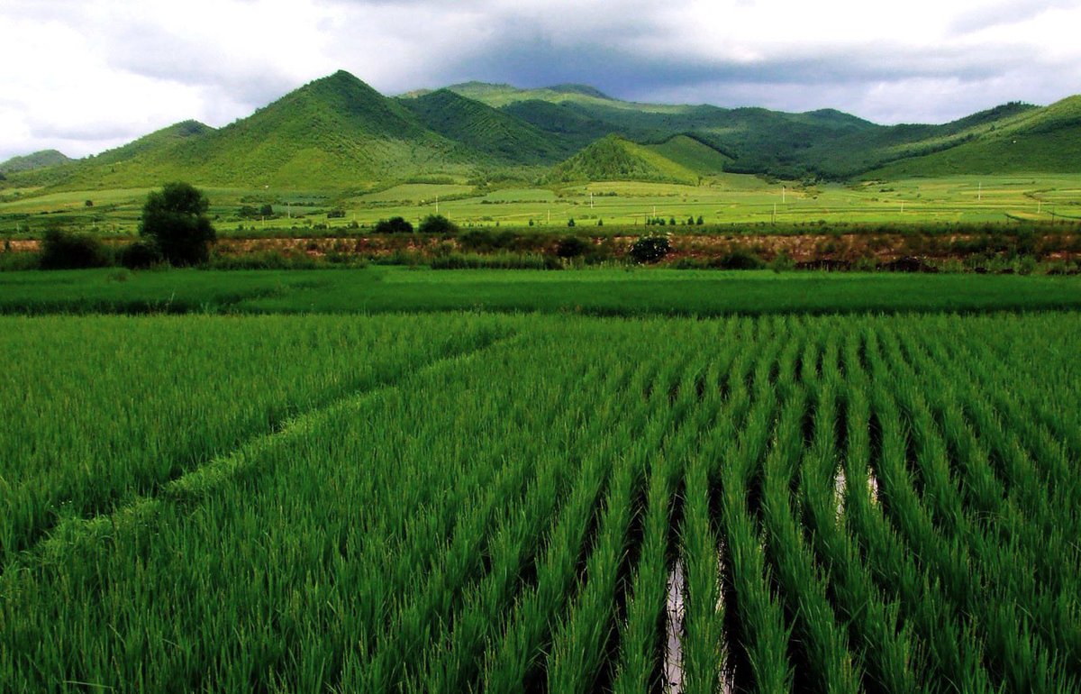 Il riso diventa un biomateriale ecosostenibile per l'edilizia.

L'azienda dell'architetta Tiziana Monterisi trasforma gli scarti derivanti dalla lavorazione del riso in pannelli, isolanti e intonaci naturali.
#milluminodimeno