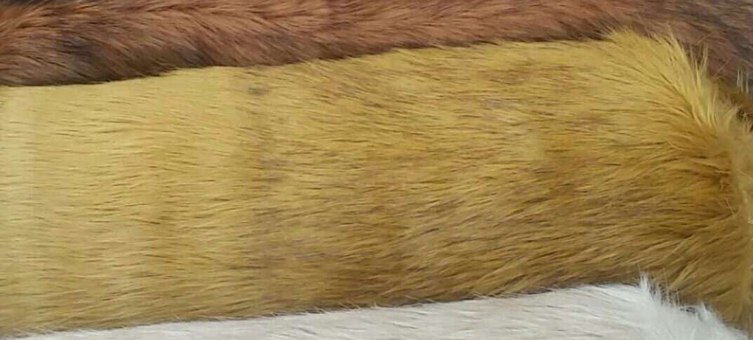 Missrars's tweet image. So I drew up the Banalamute (Banana×Malamute) based on the furs I have! The darker fur is really hard to photo but the yellow/gold/tan in the last photo is closest!

(Yes Im aware of Mal eye colours lmao)

#furryfandom #fursuit #premadedesign #realisticfursuit #malamute